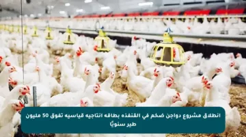 انطلاق مشروع دواجن ضخم في القنفذة بطاقة إنتاجية قياسية تفوق 50 مليون طير سنويًا